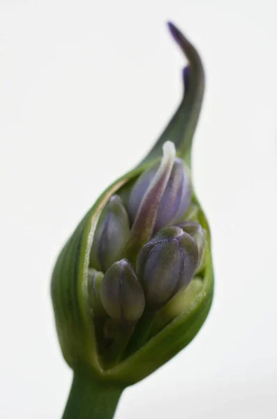 Close Shot Flower Bud Isolated White Background — 스톡 사진