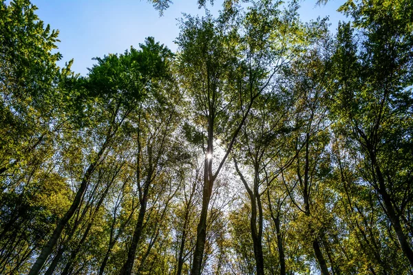 Nízký Úhel Záběru Stromů Hustém Lese — Stock fotografie