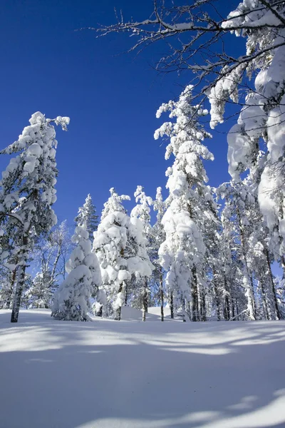 Winter Scenery Vuokatti Sotkamo Finland — Stockfoto