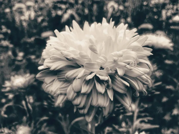Сірий Знімок Квітки Хризантеми Розмитому Тлі — стокове фото