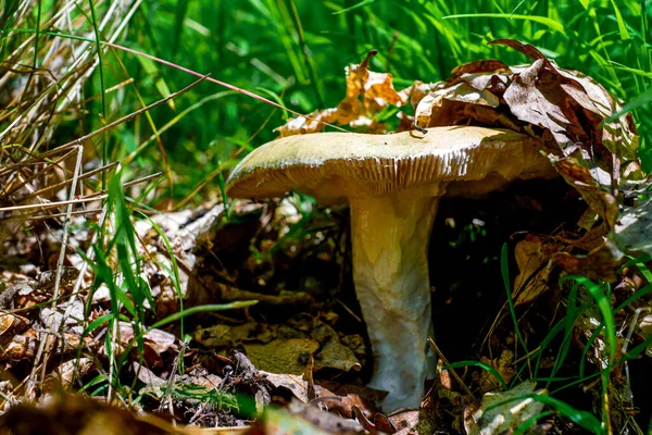 White Mushroom Field Covered Dried Leaves — Zdjęcie stockowe