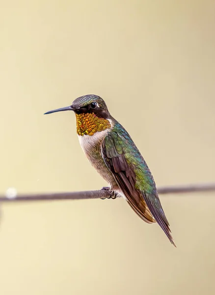 Portrait Pretty Hummingbird Wire — Stok fotoğraf