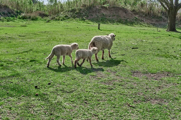 Sheep Lambs Green Pasture —  Fotos de Stock