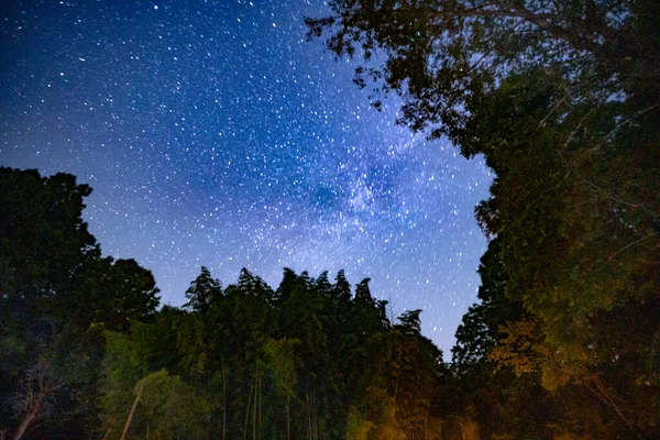 Starry Sky Trees Sanctuary Called Mountain Light Sanctuary — Φωτογραφία Αρχείου