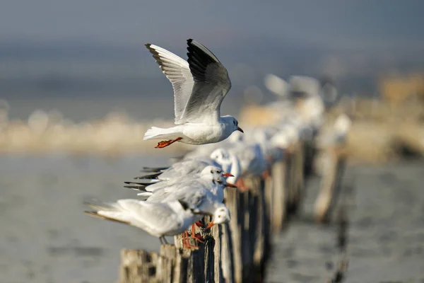 Flock Seagulls Perched Wooden Breakwater — ストック写真