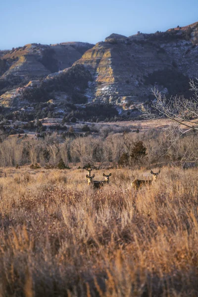 Grupo Ciervos Pastando Corriendo Prado Parque Nacional Theodore Roosevelt Dakota — Foto de Stock