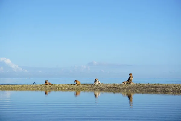 澄んだ空の下 青い湖の天然の桟橋に座っている4匹の犬 — ストック写真