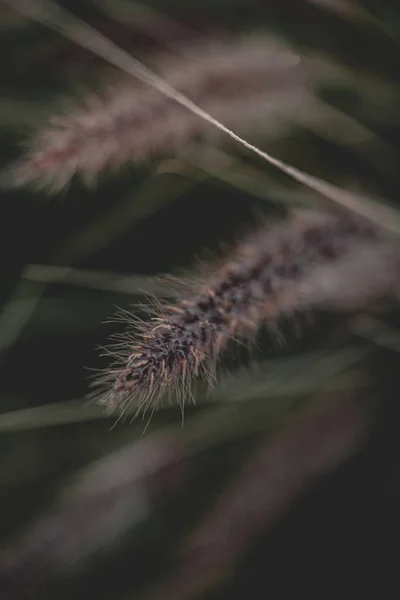 Vertical Shot Wheat Grass Blurred Background — стоковое фото