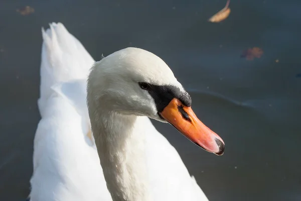 Portrait White Swan Water Background — Foto Stock