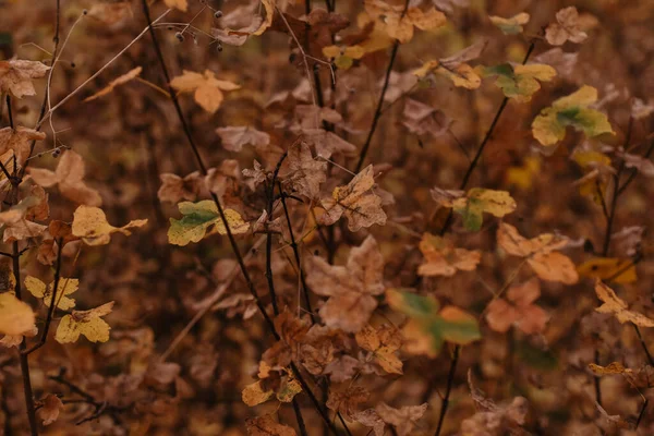 Closeup Selective Focus Shot Yellow Autumn Leaves — Fotografia de Stock
