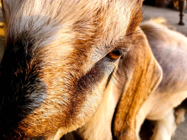 Close Shot Cow Head — Stockfoto