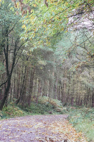 Scenic Shot Pathway Goes Forest — Zdjęcie stockowe