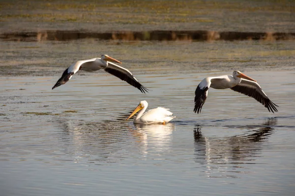 Deux Pélicans Volants Pélican Nageant Sur Lac — Photo