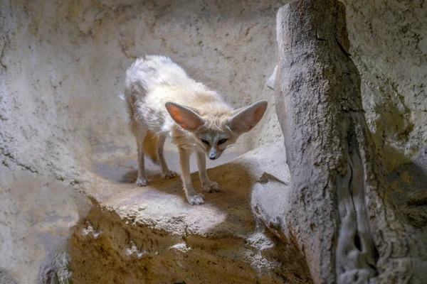 Fennec Fox Cave — Stock Fotó