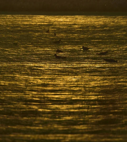 Vertical Shot Birds Water Sunset Tondermarsken Denmark — Stockfoto