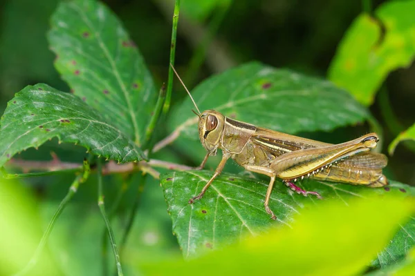 Closeup Locust Green Leaf — стоковое фото