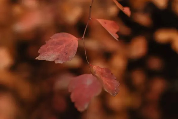Closeup Shot Red Autumn Leaves Ground — Fotografia de Stock