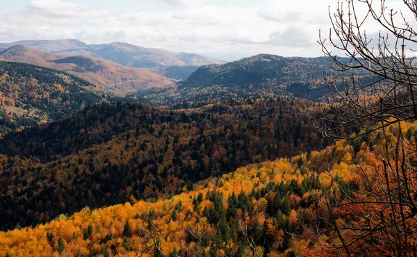 Mesmerizing View Dense Autumn Trees Mountains — 图库照片