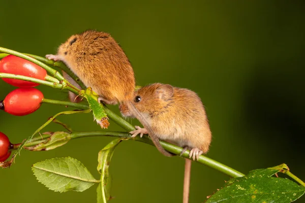 Brown Harvest Mice Rosehip Branch — Fotografia de Stock