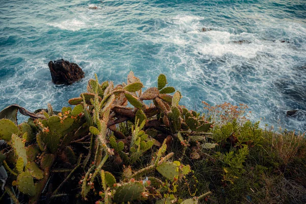 Plants Coast Blue Sea Background — Foto Stock