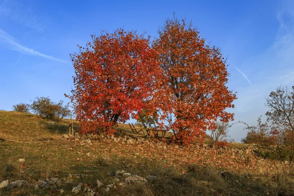 가을에 들판에서 색깔의 — 스톡 사진