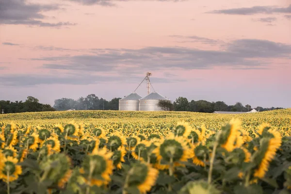 Beautiful Yellow Sunflower Field Sunset Sky Spring — Stock Photo, Image