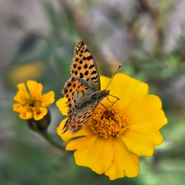 Selective Focus Pearl Butterfly Yellow Flower Blurred Garden Background — Stock Photo, Image