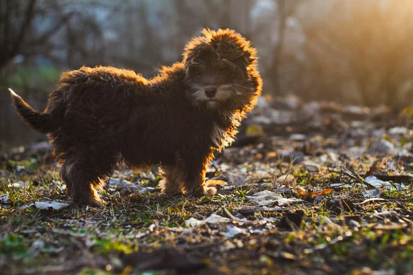 Крупним Планом Милий Маленький Коричневий Собака Парку — стокове фото
