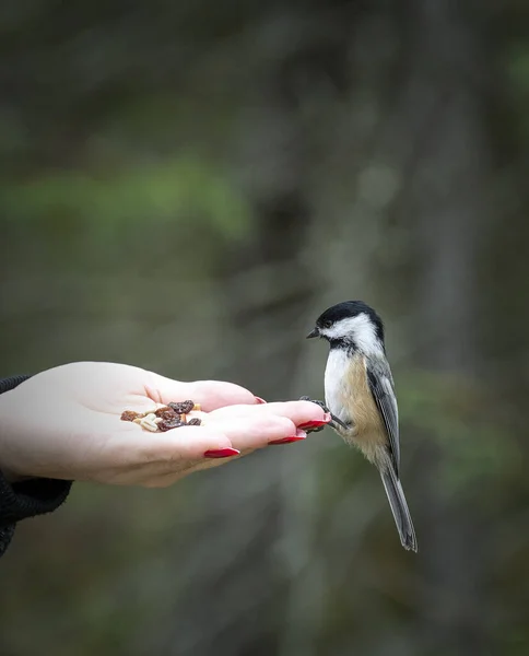 Vertical Shot Cute Little Bird Standing Human Hand Has Food — Fotografia de Stock