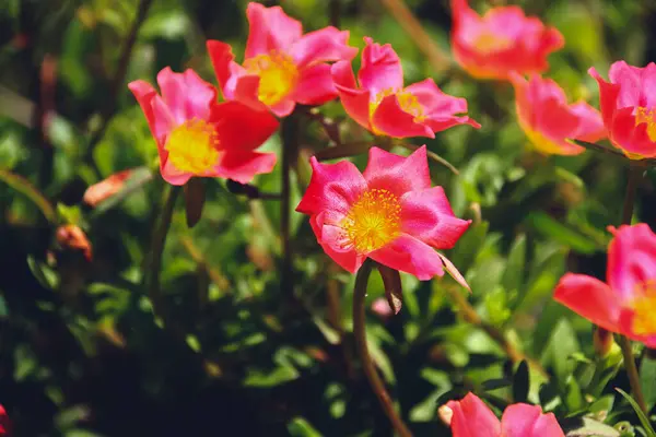 정원에 아름다운 꽃들을 클로즈업 — 스톡 사진
