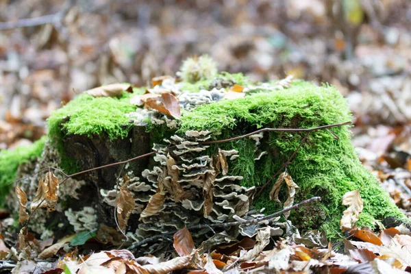 Shallow Focus Shot Tree Trunk Covered Moss Coral Mushrooms Dry —  Fotos de Stock