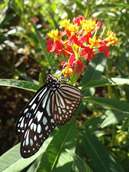 Brown Butterfly Colorful Flowers Garden — Fotografia de Stock