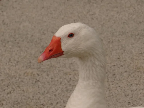 Closeup Goose Head Beige Background — Foto de Stock