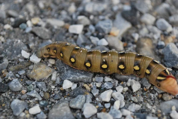Closeup Shot Bedstraw Hawk Moth Caterpillar Floor — Foto Stock