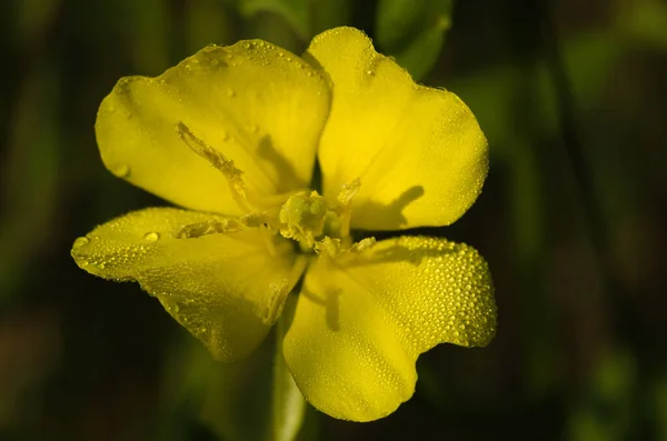 Close Shot Yellow Common Evening Primrose Blurred Background — 스톡 사진