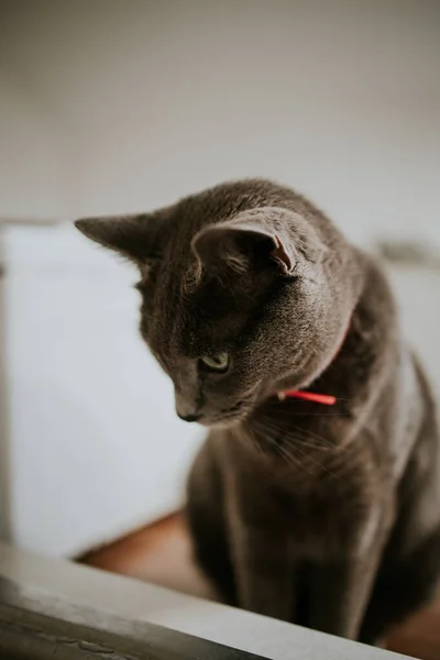 Closeup Shot Cat Apartment Day — Fotografia de Stock