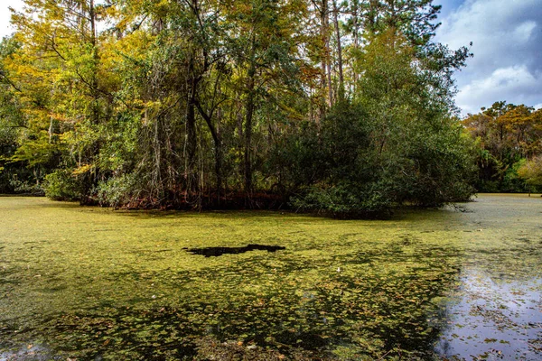 Swamp Surrounded Green Trees Florida Usa — стокове фото