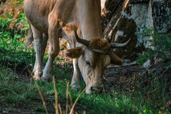 Banteng Bull Grazing Forest — Fotografia de Stock