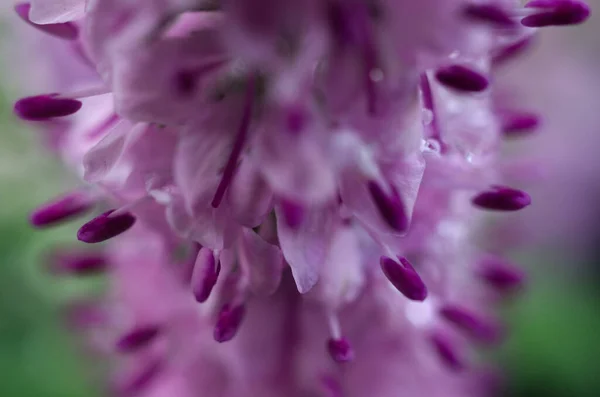 Macro Shot Purple Restharrow Blurred Background — Stock fotografie