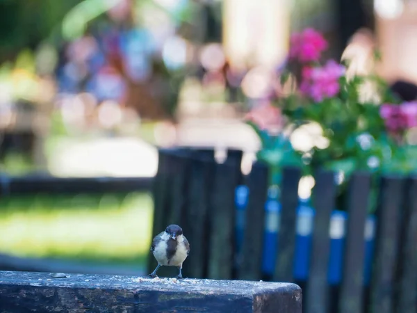 Parus Bird Perched Wooden Bench Park —  Fotos de Stock