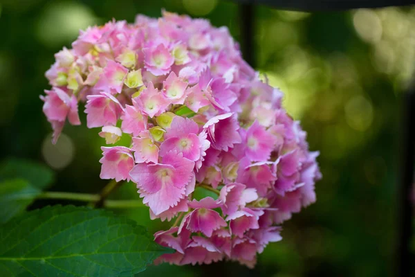 Closeup Shot Pink French Hydrangea Flowers — Stock fotografie