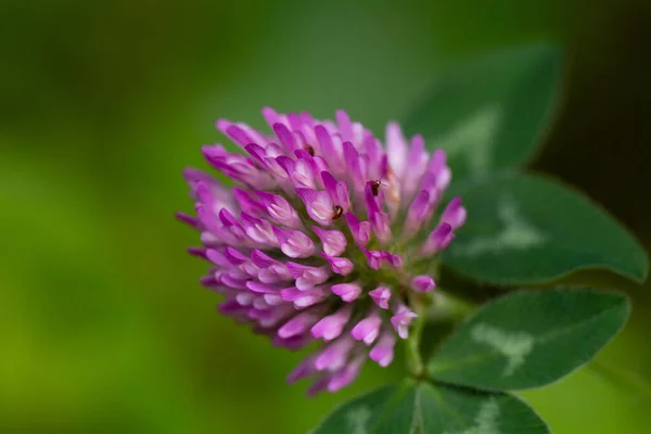Крупним Планом Знімок Фіолетової Квітки Конюшини — стокове фото