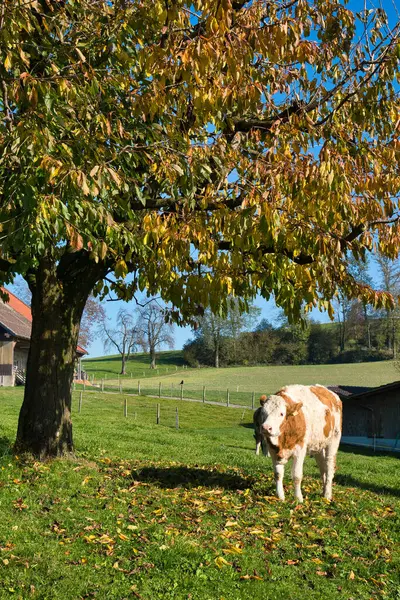 Vertical Shot Cow Tree — Stok fotoğraf