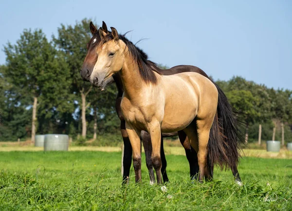 Group Horses Field Stallions Netherlands — ストック写真