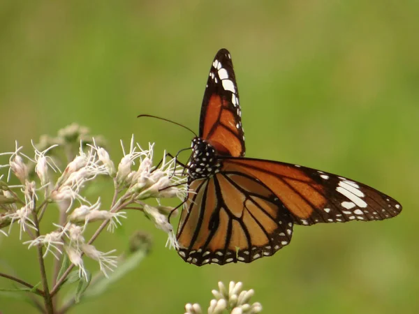 Brown Butterfly White Wildflowers Meadow — Foto Stock