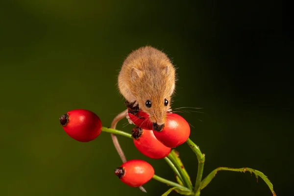 A brown harvest mouse on rosehip branch