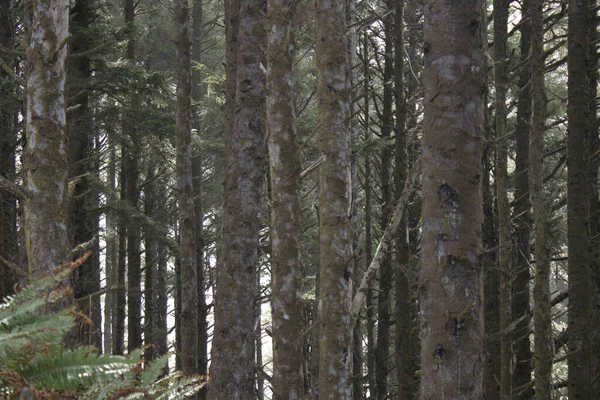 Forest Birch Trees Capturedin Spring — стоковое фото