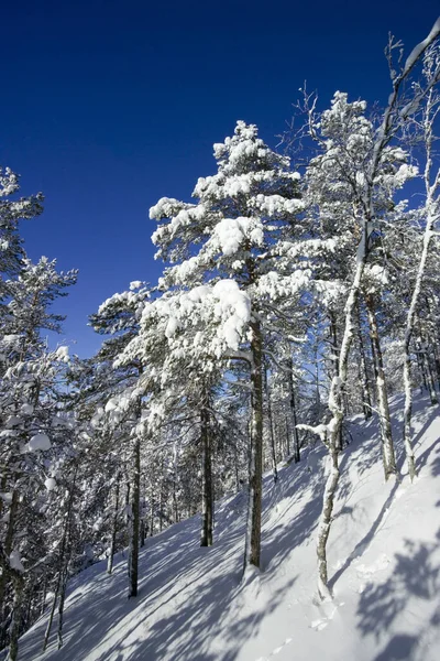 Winter Scenery Vuokatti Sotkamo Finland — Stock fotografie