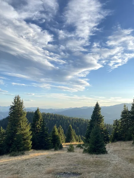 Beautiful View Forest Large Trees — Stockfoto