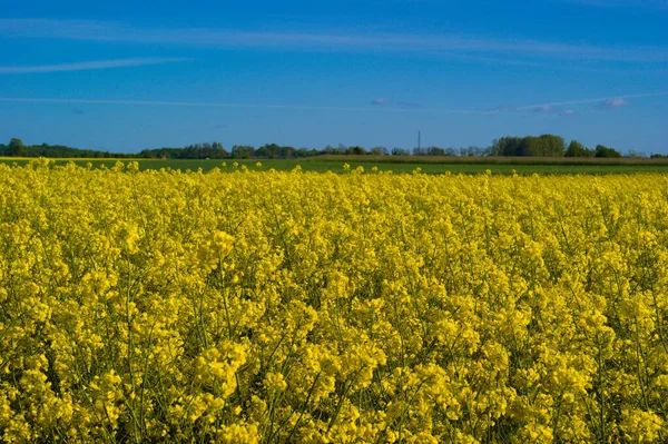 Beautiful View Field Yellow Wildflowers Clear Blue Sky — Foto de Stock